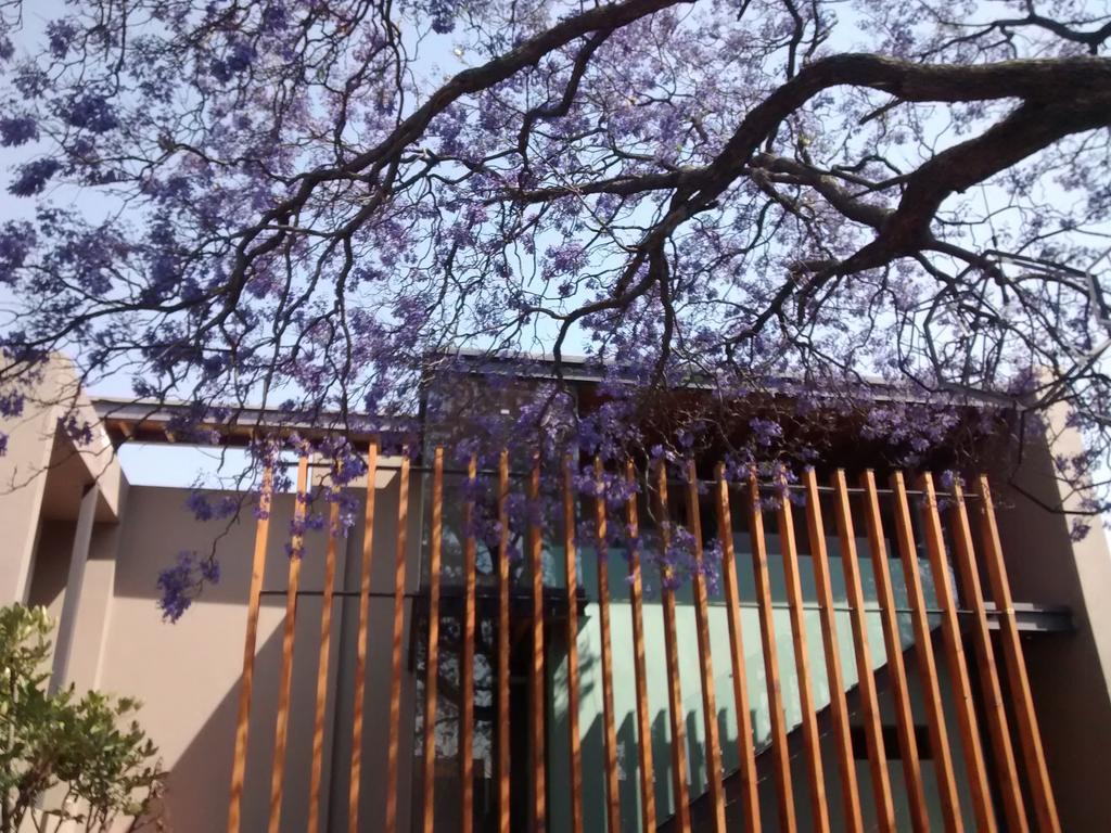 Hotel Criol Querétaro Eksteriør bilde Jacaranda trees in bloom at the University of Pretoria